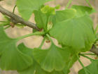 ginkgo biloba leaf