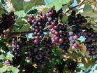 Grape Seed Extract