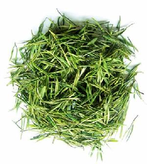 green tea powder extract