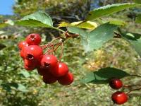 Hawthorn Leaves / Berry Extract