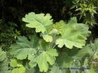 Macleaya Cordata Extract