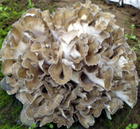 Maitake Mushroom Extract