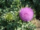 Milk Thistle Extract