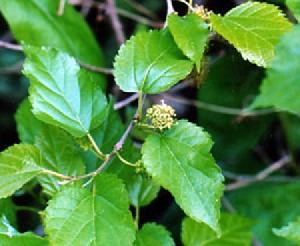 Mulberry Leaf Extract