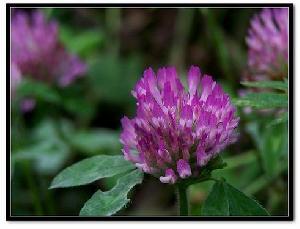 Red Clover Extract