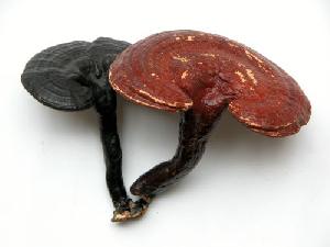 Reishi Mushroom P E