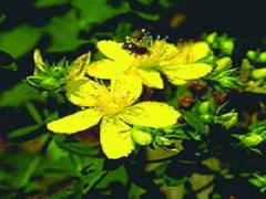 St John's Wort Extract