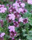 thyme extract