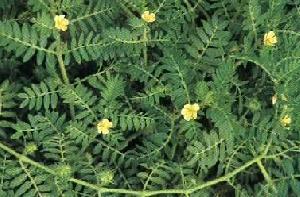 Tribulus Terrestris Extract