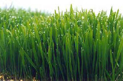 Wheat Grass Extract