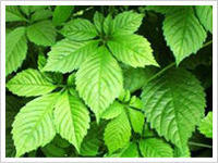 Gynostemma Extract 20% Gypenosides