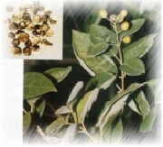 Chaste Tree Extract Powder