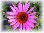 Echinacea Extract Powder