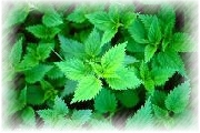 nettle extract powder