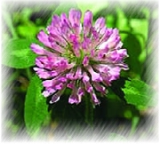 clover extract powder