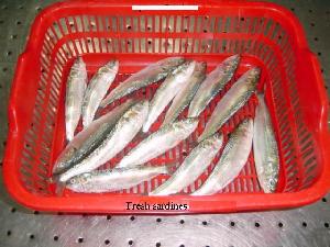 sardine sardinella longiceps