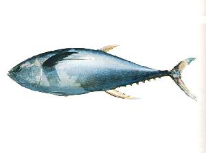 yellowfin tuna skipjack tail