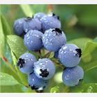 blueberry extract