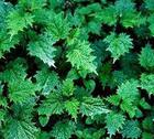 Nettle Extract