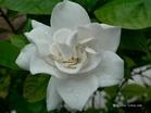 gardenia extract