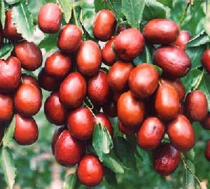 jujube extract