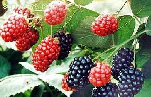 Mulberry Fruit P E