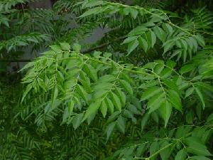 Neem Leaf Extract Powder