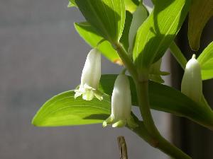 Polygonatum Odoratum P E