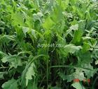 wild lettuce extract