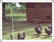 Poultry Netting