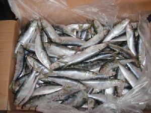 See China Sardine