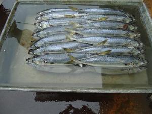 Pacific Mackerel