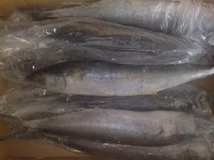spanish mackerel
