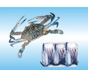 Blue Swimming Crab