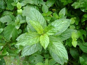 Natural Peppermint Oil Bp