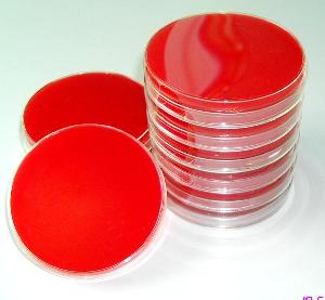 Blood Agar