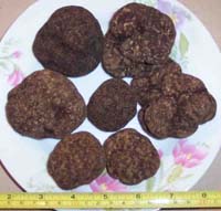 Sell Mushroom Black Truffle