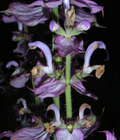 We Supply Fragrance-sclareolide 97%, 98%, 99%