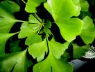 ginkgo biloba extract