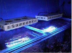 300 Watt High Power White Blue Led Aquarium Reef Corals Grow Light With Switches Control