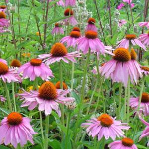 Echinacea Purpurea P E