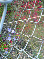 50x50mm Chain Link Fence, Diamond Mesh