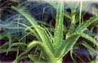 Sell Aloe Vera Extract Plant Extract, Herb Medicine, Herb Extract, Saponin, Pigment