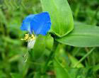 commelina commilnis extract plant herb medicine saponin pigment