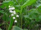 convallaria keiskei extract plant herb saponin pigment