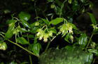 disporum sessile extract