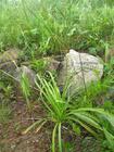 hemerocallis minor extract
