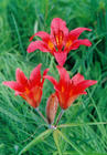 lilium dauricum extract