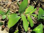 polygonatum odoratum extract