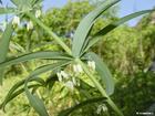 polygonatum sibiricum extract